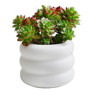 金叶子火焰蒂亚多头老桩阳台室内外网红大颗肉肉植物花卉盆栽绿植