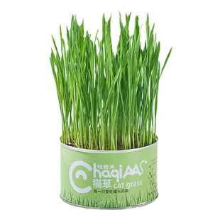 水培猫草杯盆栽种植盒种猫草专用猫咪排毛球懒人猫草盆化毛草麦种