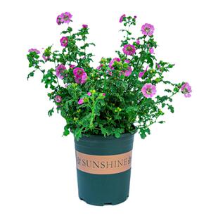 小木槿花树苗盆栽带花苞花苗室内阳台室外花开花绿植四季花卉植物