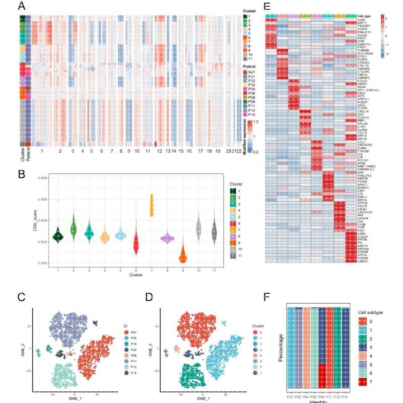 单细胞测序分析 单细胞转录组 infercnv转录因子分析 GSVA SCENIC