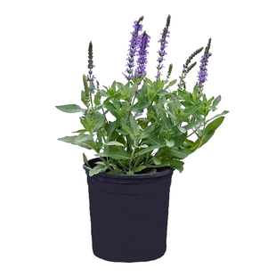 蓝花鼠尾草盆栽萨丽芳深冰蓝墨西哥林荫白鼠尾草耐寒耐热庭院搭配