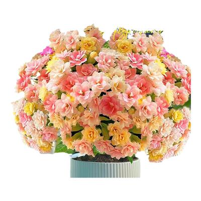 【耐寒耐冻】适合冬天养的花卉