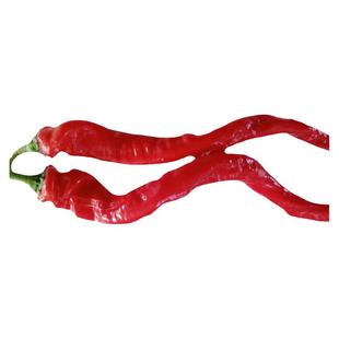 新鲜红色辣椒螺丝椒香辣龙椒现摘现发辣酱原料农家肥种植大红海椒