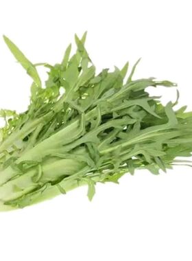 四季花芽甜麦菜种子高产
