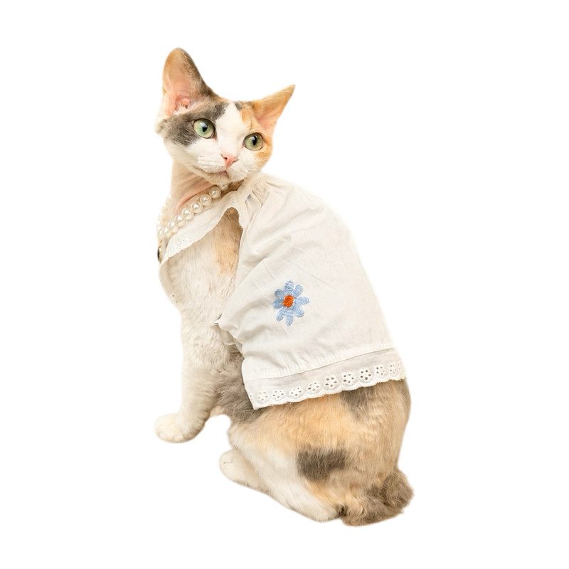德文卷毛猫衣服夏季薄款纯棉裙子