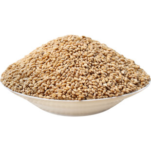 小麦草种籽猫草种籽种子黑小麦种猫薄荷种芽苗菜磨面榨汁酿酒种孑