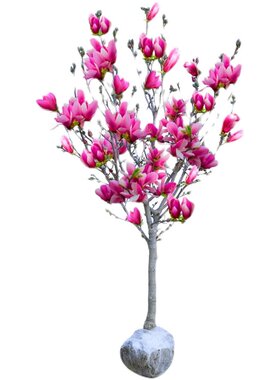 玉兰花树苗耐寒好养风景树