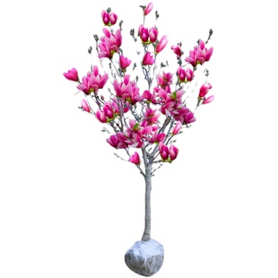 玉兰花树苗盆栽红黄白紫玉兰树苗广玉兰花苗庭院花卉绿化植物苗木