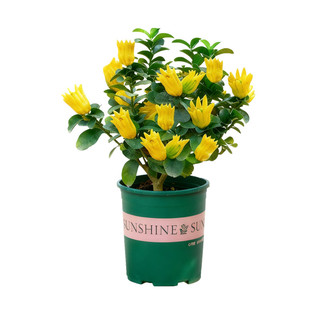 佛手树盆栽带果可食用佛手柑果树老桩苗室内阳台植物室外花卉绿植