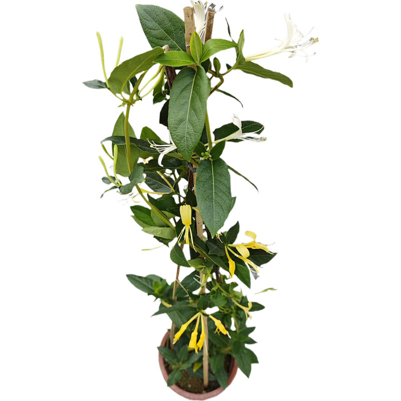 金银花树苗食用爬藤金银花苗盆栽浓香花卉耐寒植物鸳鸯藤当年开花