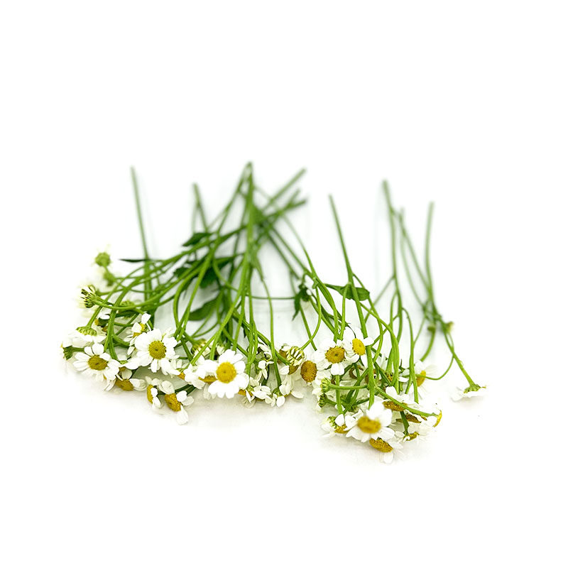 新鲜洋甘菊摆盘蛋糕装饰点缀花草