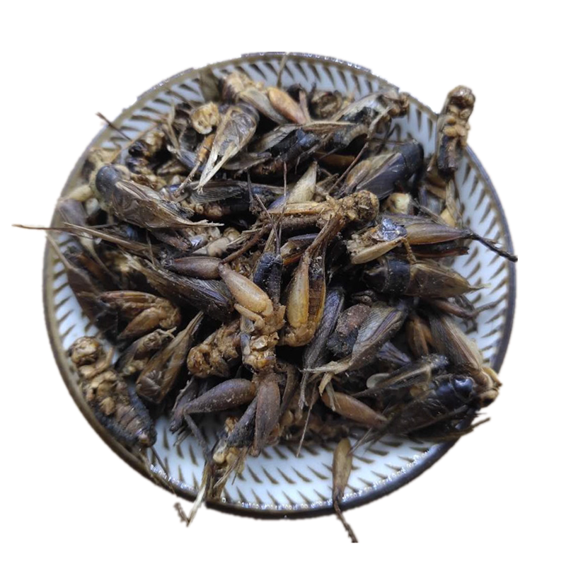 蟋蟀干将军干中药材药用蛐蛐干粉