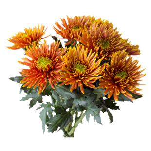 烟花菊鲜花云南直发花卉室内水培菊花插花真花花束安娜菊鲜切花