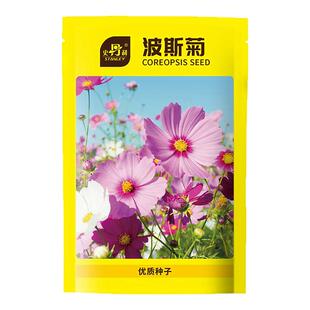 史丹利格桑花种子花籽种矮杆波斯菊室内盆栽四季播种开花易种易活