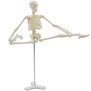 PNATOMY 经典款45cm骨骼模型可拆可活动可摆造型小型人体骨架模型