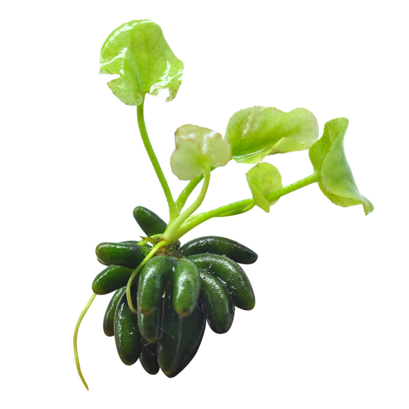 香蕉水草植物鱼缸造景新手懒人