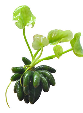 香蕉水草植物鱼缸造景新手懒人