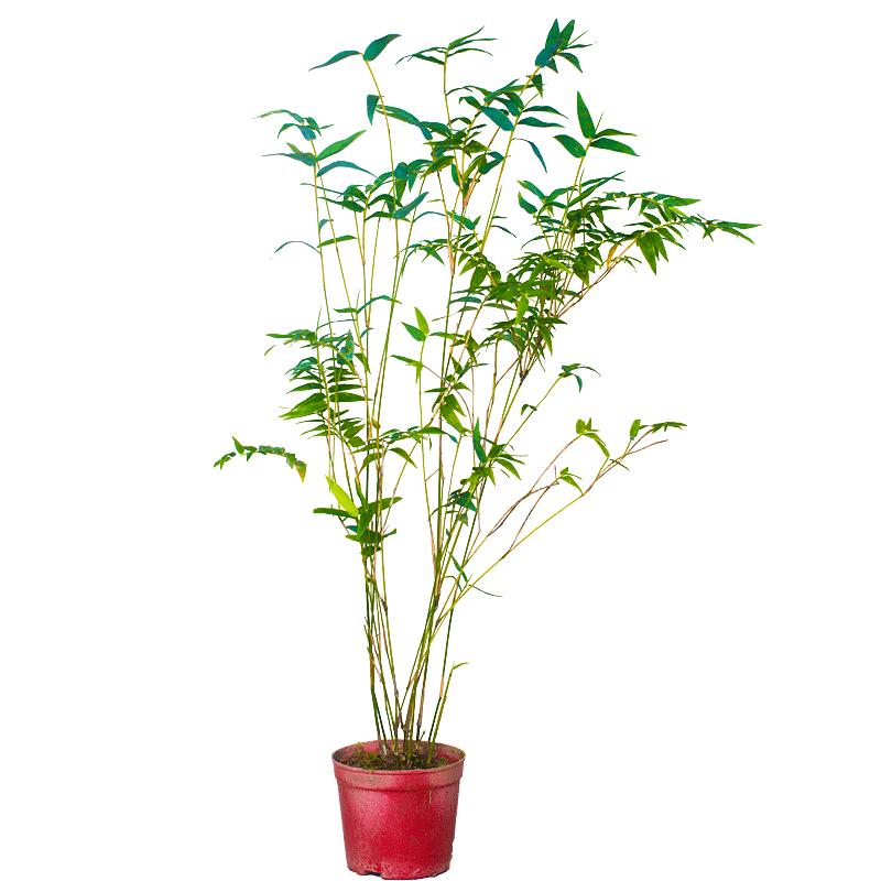 竹子盆栽小米竹盆景凤尾竹小苗绿植竹苗室内植物观音竹小盆栽客厅