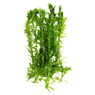 鱼缸水草活造景绿菊阴性蜈蚣水草后景中景新手水草批发水下叶大全