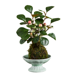 小盼菩提树苔玉盆栽植物室内禅意桌面盆景办公室桌面好养花卉绿植