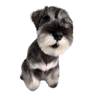 雪纳瑞犬狗品相鉴定品种鉴别挑选迷你椒盐色梦幻色黑银雪纳瑞鉴定