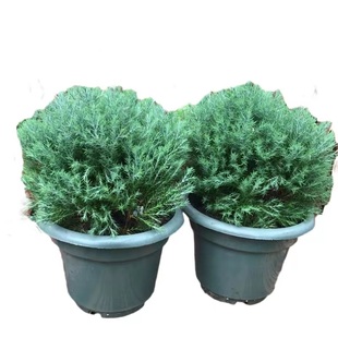 【皮球柏】宙斯花园庭院耐热耐寒绿色毛绒绒清新气味柏树盆栽植物