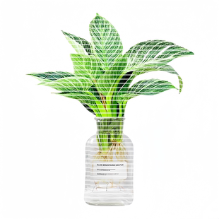 铂金钻水培植物大叶金钻绿公主盆栽绿箩植物室内去甲醛花卉绿植