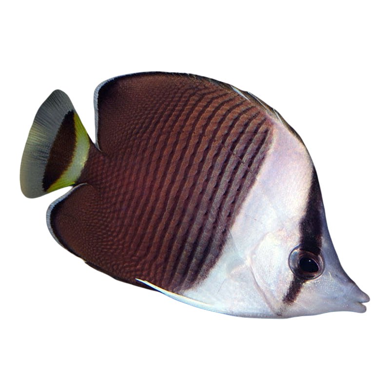 海王观赏鱼红海黄金蝶白面蝶红尾蝶贵族蝶天皇蝶阿拉伯蝶冬瓜蝶类