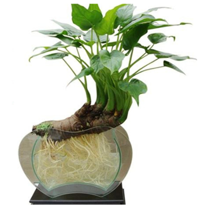 楼顶阳台种菜台湾红种苗西洋菜