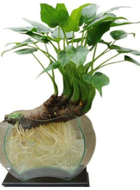 楼顶阳台种菜台湾红种苗西洋菜