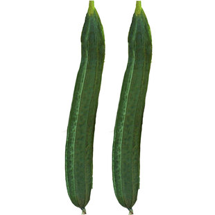 棱丝瓜种子种籽孑子苗幼苗棱角菜苗蔬菜四季秧八角秧苗老品种八角