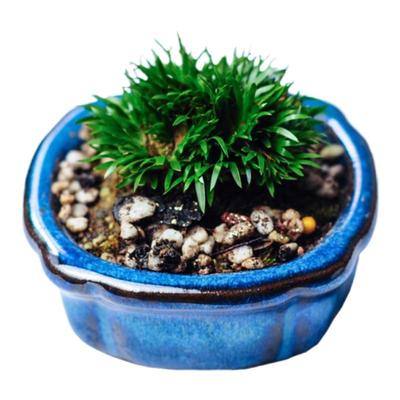 稀有小品微型菖蒲苗假山庭院装饰