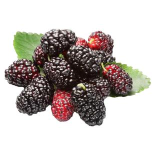 海蒂的花园桑葚树苗台湾长果桑白玉王好养水果苗南北方种植盆栽苗