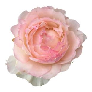 铃兰家 | 佩尔朱克   切花月季花苗日本新品大花包子四季开花瓣多