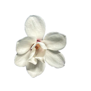 白兰花盆栽黄角玉兰树苗花卉室内庭院带花苞浓香绿植易活客厅卧室