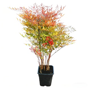 火焰南天竹盆栽树苗客厅绿植室外庭院落地植物大颗竹子苗盆景老桩