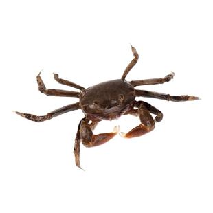 迷你辣椒蟹水草缸生态瓶水陆宠物缸陆居观赏深水蟹微另类活体萌宠