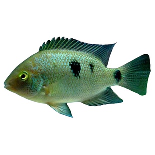 慈鲷鱼绿翡翠生命力强的观赏鱼家用鱼缸淡水宠物大中型鱼热带鱼苗