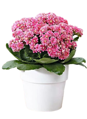 【全年开花】长寿花盆栽重瓣带花