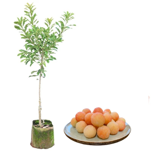 水晶白杨梅树苗嫁接大果仙居东魁杨梅苗南北方庭院盆栽地当年结果