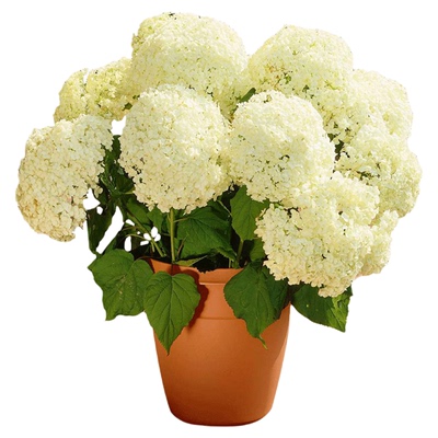 虹越乔木绣球花苗带盆花叶贝拉大花木本乔木绣球耐寒易养小苗盆栽