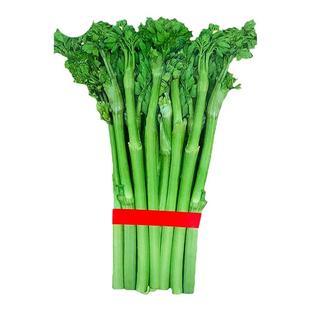 野生猫爪子种子春季庭院种植发芽率高营养丰富东北野菜唐松菜种子