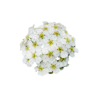 菱叶绣线菊黄金喷泉重瓣露台庭院花园盆栽粉霜小手球植物室外花苗