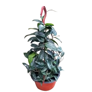 球兰带花大苗羊脂玉球兰花盆栽贝拉卷心叶攀援爬藤植物四季花卉卉