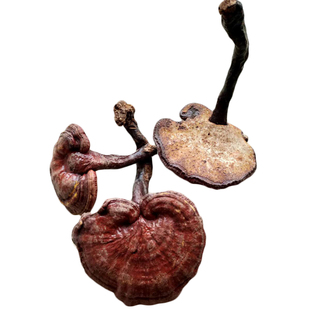 野生赤芝250克包邮 野生林芝 大个正品整枝红灵芝