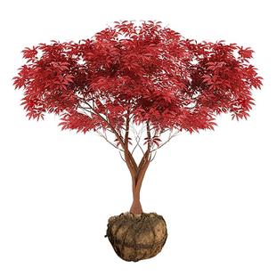 红枫树苗日本红舞姬庭院老桩植物别墅室外耐寒绿植南北方好养易活