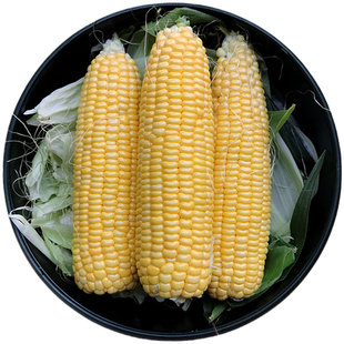 超甜水果玉米种籽高产甜糯玉米种子大棒彩粘糯玉米早熟四季耐高温
