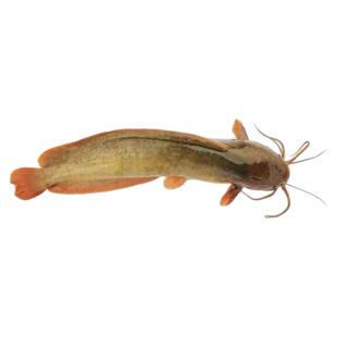 本地塘角鱼三黄土塘虱鱼苗皇妃一号胡子埃及养殖优质淡水鱼批发