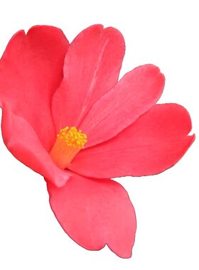 绿植四季杜鹃树苗名贵山茶花包邮