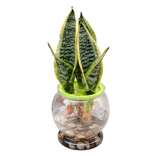 三孔水培金边矮脚虎皮兰白玉兰室内四季好养小懒人花卉绿植物盆栽